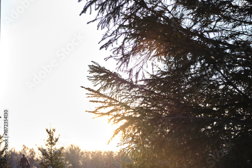 Fotografía Silhouette of pine tree branches in winter forest at sunset.