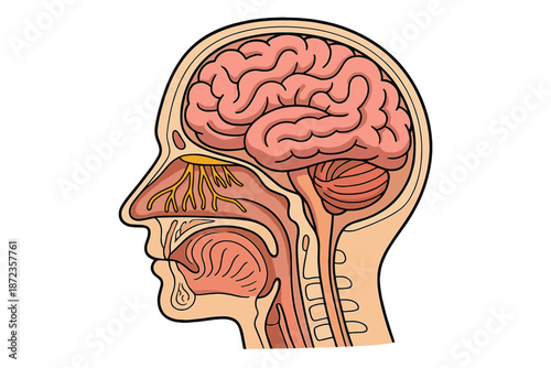 Detailed view of human brain and facial structure highlighting key areas of the nervous system and sensory organs