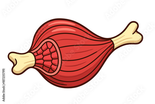 Meat cut illustrated, showing muscle structure and bone shape for educational purposes in a clear and simple drawing style
