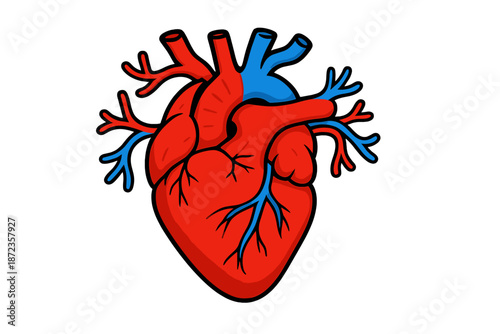 Realistic drawing of a human heart showing arteries and veins with clear color details and structure for educational purposes