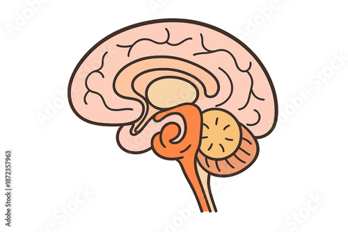 Brain diagram showing main parts and structures in a simple line drawing for educational purposes