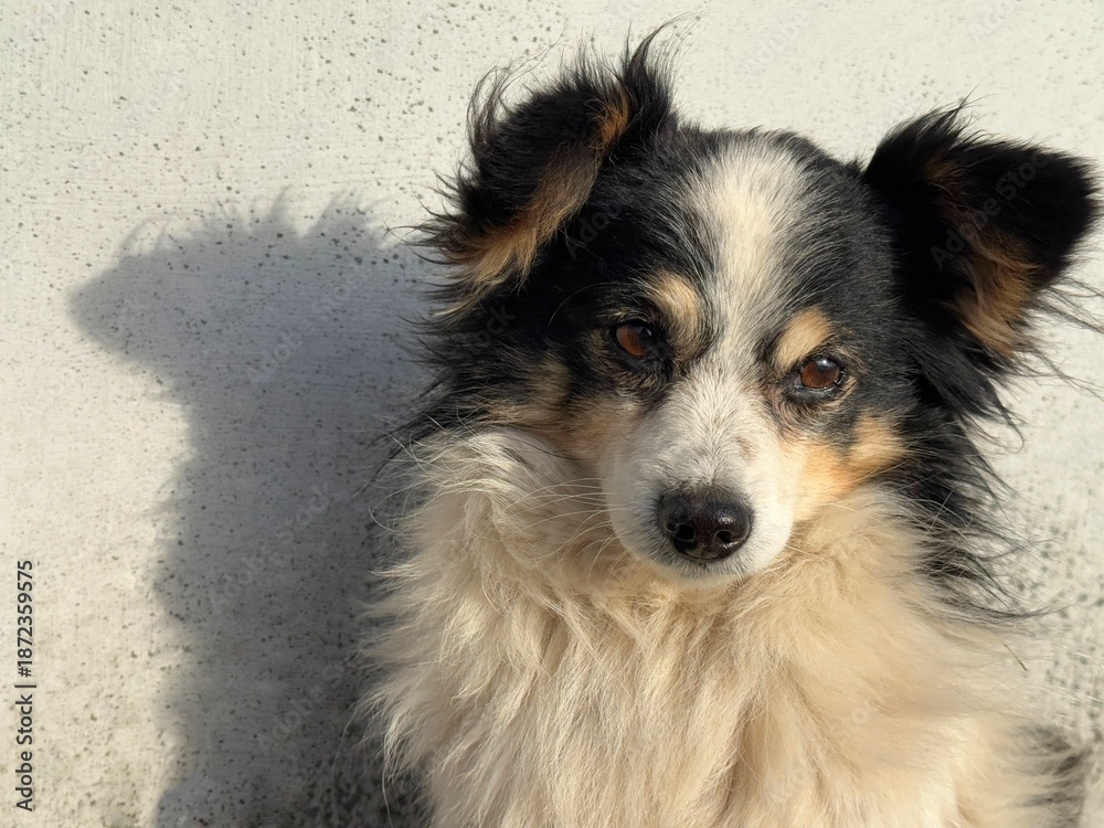 Fototapeta premium Portrait of shaggy cute dog.