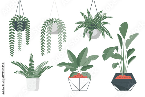 Collection of different types of indoor plants in pots