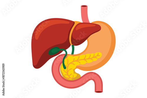 Human digestive system anatomy illustration