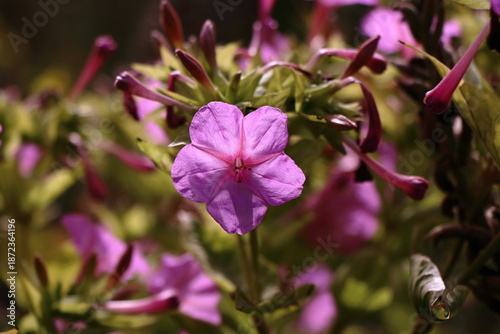 Pink four’Oclock flowers
Mirabilis Jalapa
