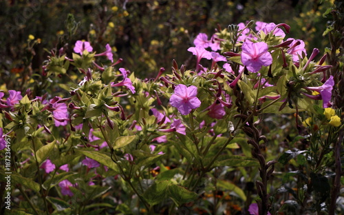 Pink four’Oclock flowers
Mirabilis Jalapa
