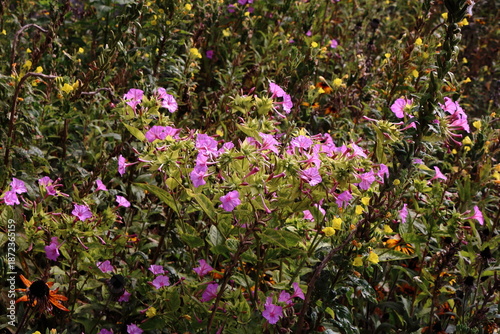 Pink four’Oclock flowers
Mirabilis Jalapa
