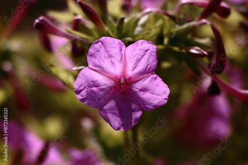 Pink four’Oclock flowers
Mirabilis Jalapa
