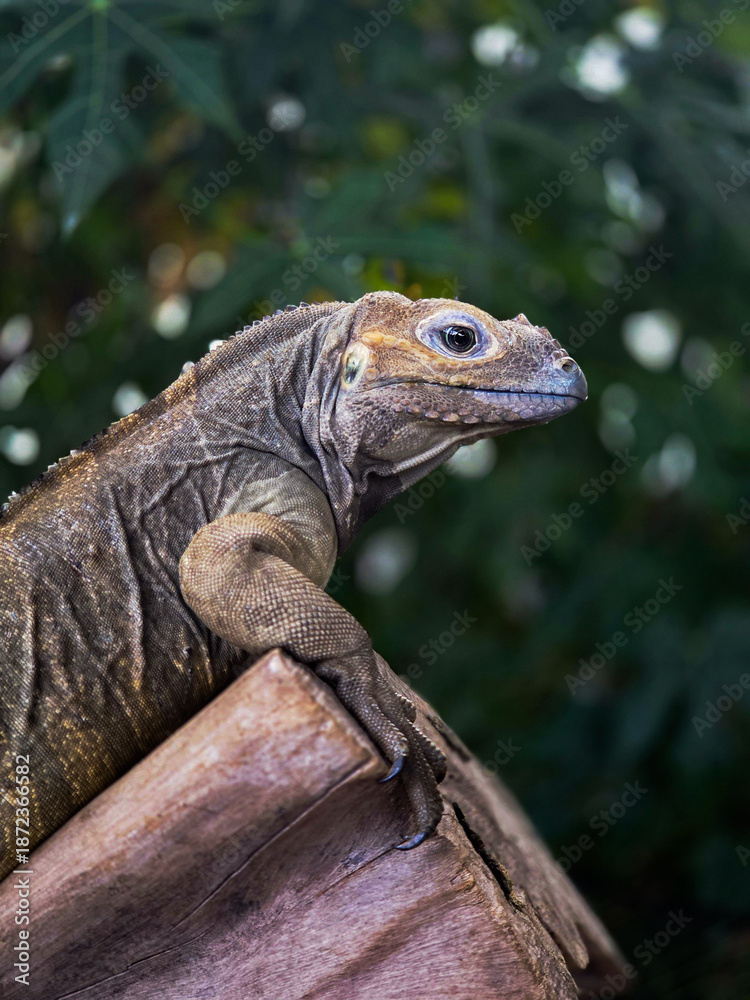 Obraz premium rhino iguana