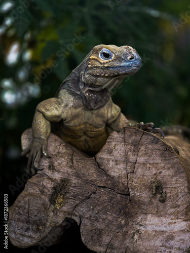 rhino iguana