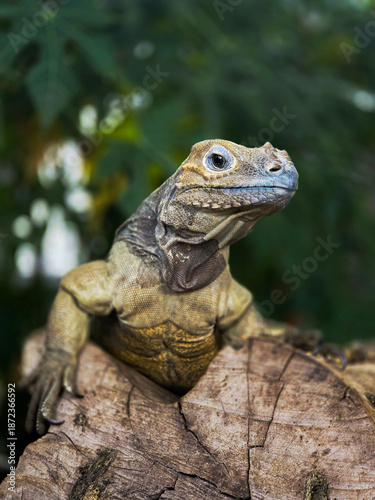 rhino iguana