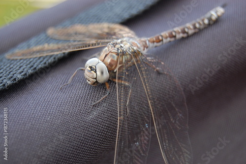 Bild auf Leinwand A frozen dragonfly on a cold spring day sat on a black bag to warm up