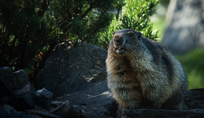 Cute marmot on rock with green pine trees, curious expression. Marmot wildlife portrait, alpine meadow animal, rocky habitat. Perfect for mountain animals stock.