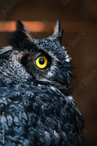 Owl with orange eye on wooden background, intense gaze. Barn owl studio portrait, golden eyes feathers, bird of prey. Ideal for owl wildlife collection.
