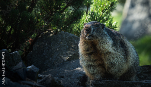 Cute marmot on rock with green pine trees, curious expression. Marmot wildlife portrait, alpine meadow animal, rocky habitat. Perfect for mountain animals stock.