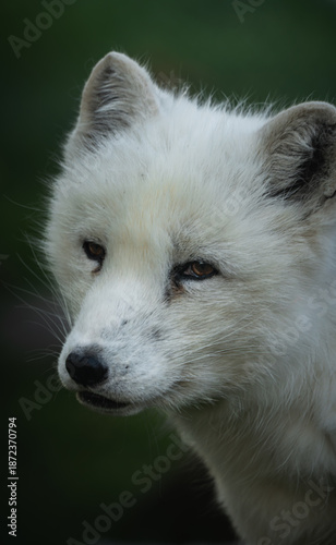 Majestic arctic fox in winter forest, surveying the surroundings with a piercing gaze. Wild nature, arctic fox wildlife, snowy portrait. Ideal for stock photo nature lovers.