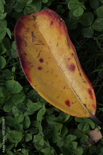red and yellow autumn leaf on green grass