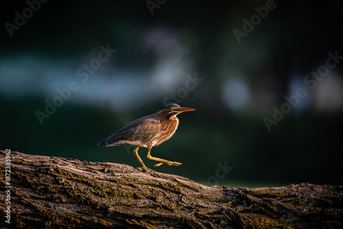 Green Heron on a branch
