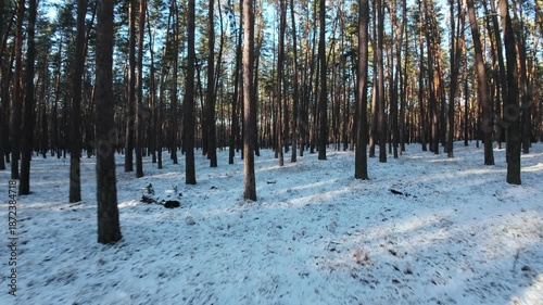 Cinematic FPV drone flight through a winter pine forest with snow-covered ground. Smooth aerial movement between tall pine trees creates depth, motion, and immersive perspective. 