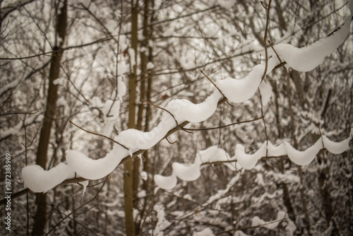 snow covered trees