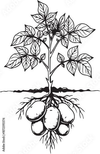 Black and White Drawing of a Potato Plant with Roots and Tubers agriculture