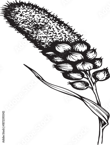Black and White Line Art Illustration of a Millet Stalk with Seeds and Leaves Keywords: millet, grain, plant