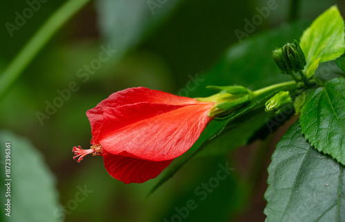 Photos Close up of a Turk's Cap Mallow flower (malvaviscus penduliflorus)