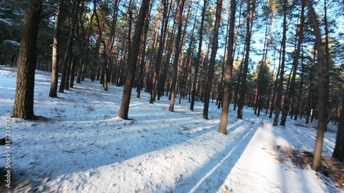 Cinematic FPV drone flight through a winter pine forest with snow-covered ground. Smooth aerial movement between tall pine trees creates depth, motion, and immersive perspective. 