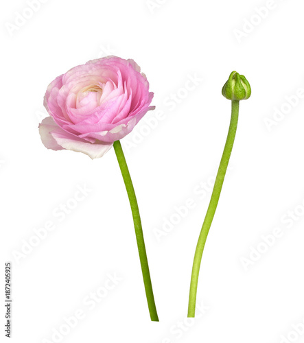 Set of pink ranunculus flower and bud isolated on white or transparent background
