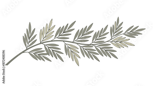 Watercolor illustration of a single stem with leaves on a white background.