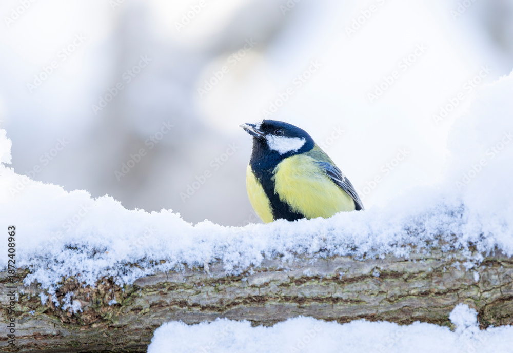 Obraz premium great tit, Parus major perches on a frosty branch against a soft, snowy backdrop. The cool blue bokeh and gentle light evoke calm winter nature and birds.