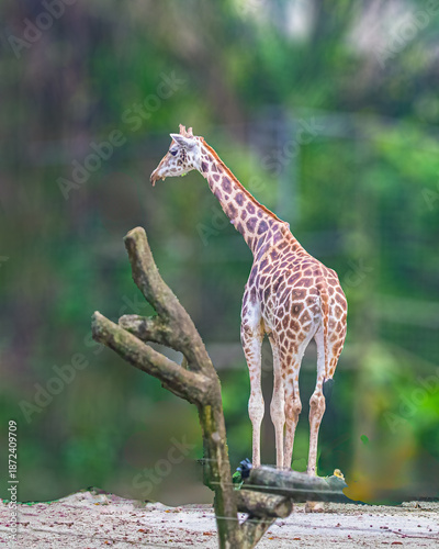 A Giraffe