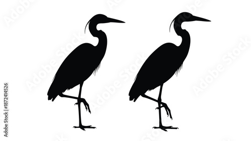 Two elegant herons standing in profile a striking black silhouette
