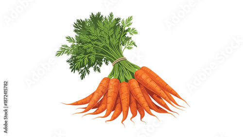 Large bundle of healthy fresh carrots with green leaves tied together by a string, isolated on a white background.