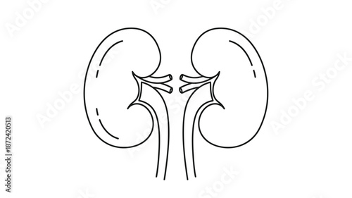 Detailed anatomical illustration of human kidneys showing internal structures and vascular connections