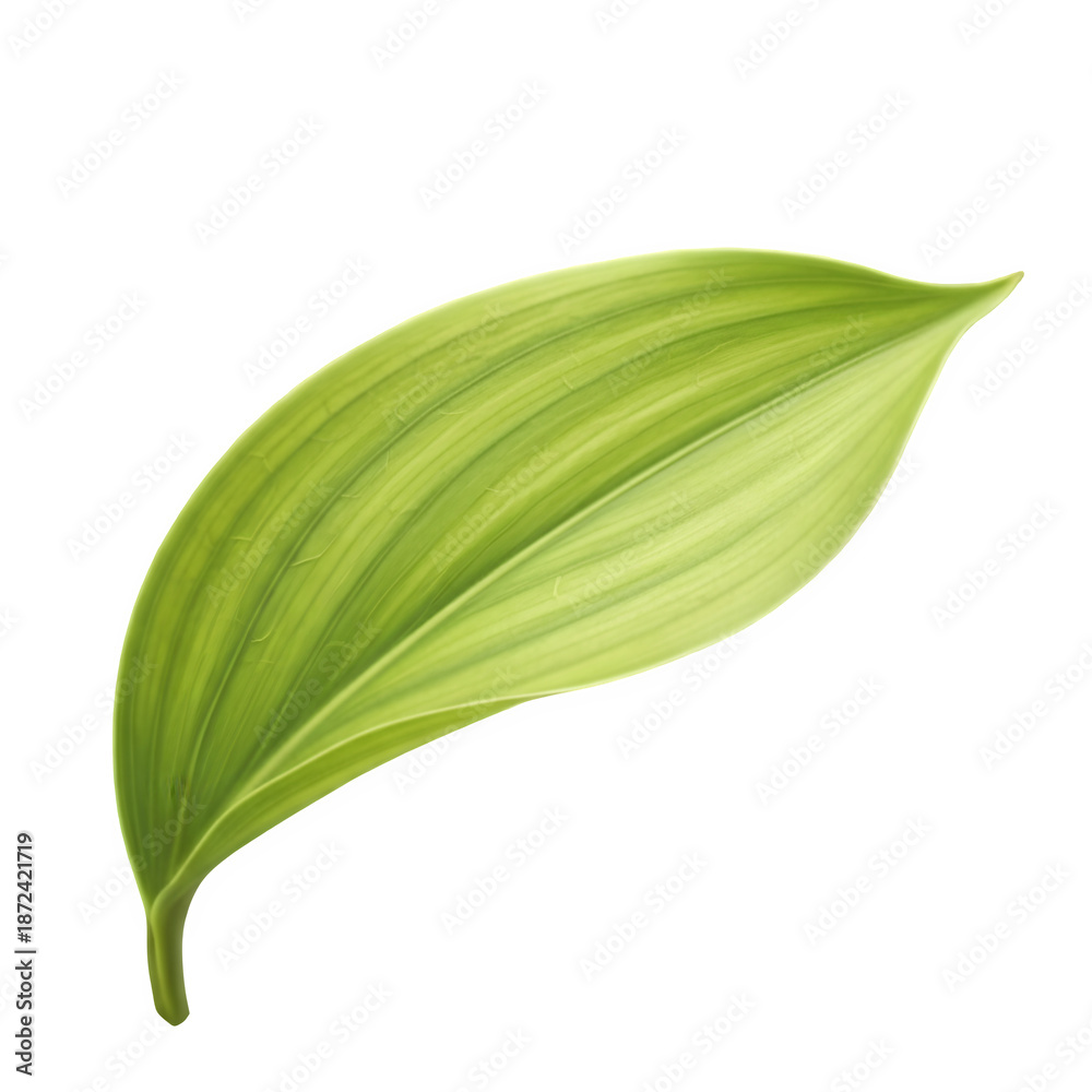 Fototapeta premium A single green leaf on a black background
