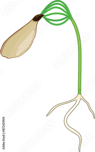 A spruce sapling with seed coat isolated on white background	