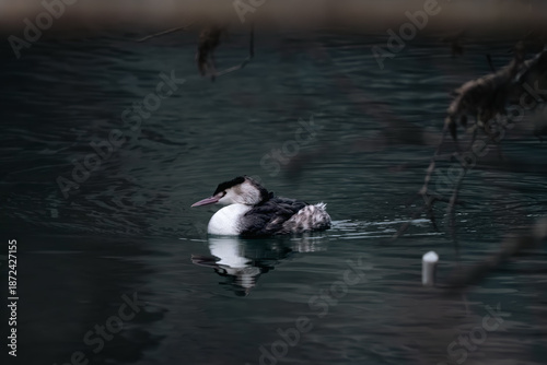 Ente in Aare