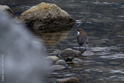 Vogel am Wasser