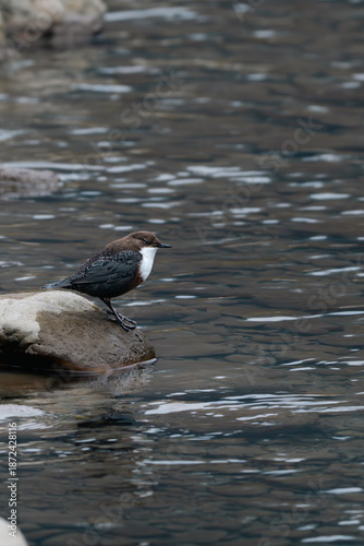 Vogel am Wasser