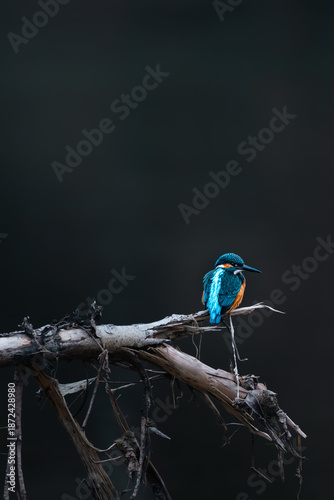 Eisvogel