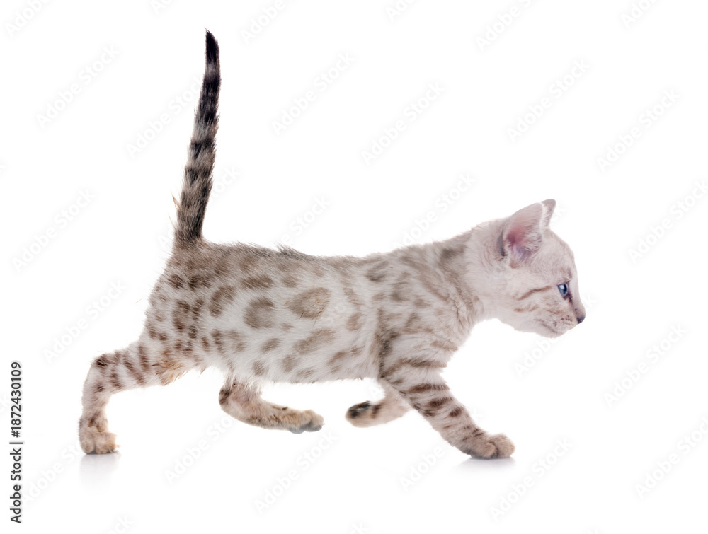 Fototapeta premium bengal kitten in studio