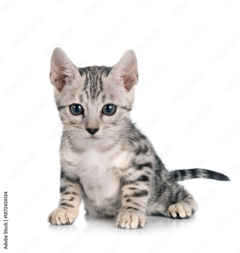Obraz premium bengal kitten in studio