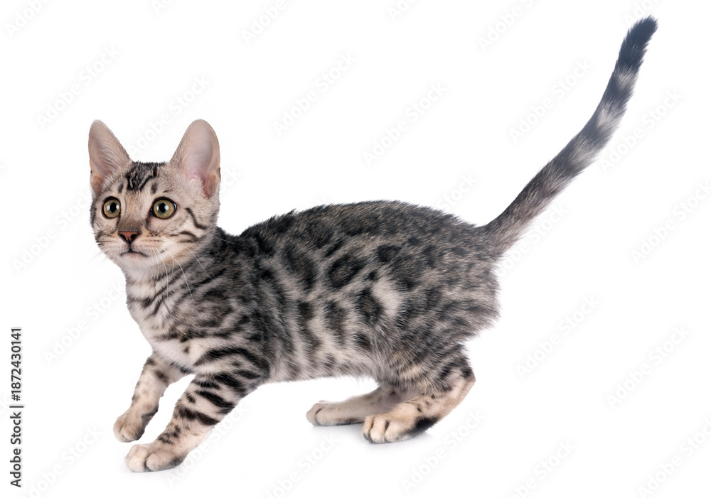 Naklejka premium bengal kitten in studio