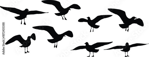 Flying Seagull Silhouettes