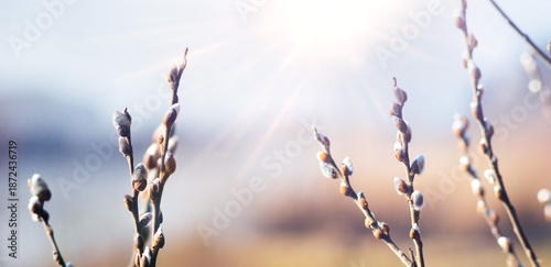 Принти на полотні Willow branches with silver fluffy buds on soft blurred background in morning li