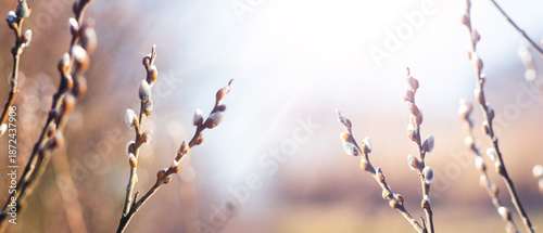 Photos Willow branches with silver fluffy buds on soft blurred background in morning li