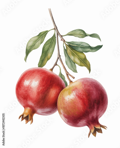 Natural watercolor pomegranate cluster with fresh leaves and stem.
