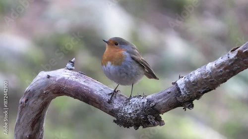Pettirosso sotto la nevicata – European robin in snowfall – Erithacus rubecula	