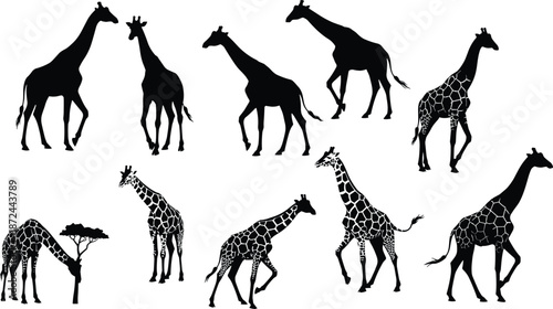Giraffe silhouette illustration, black giraffe, wildlife vector, walking giraffe, standing giraffe, grazing giraffe, tree interaction, nature art, savanna animal, gray background, wild animal clipart
